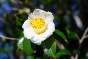 A white camelia japonica flower in bloom