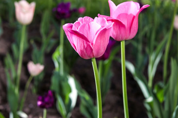 Pink tulips blooming in a flower bed in the park