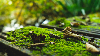 moss with leaves on bridge