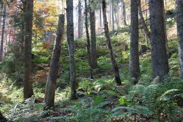 Fototapeta premium herbst