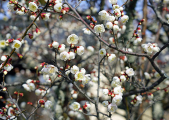 White flower blooms of the Japanese ume apricot tree, prunus mume, in winter in Japan
