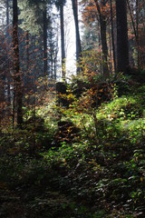 Obraz premium herbst