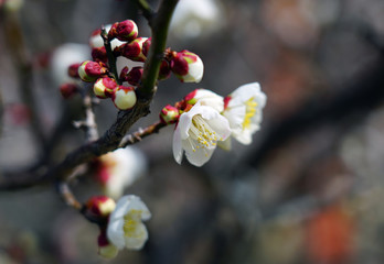 White flower blooms of the Japanese ume apricot tree, prunus mume, in winter in Japan