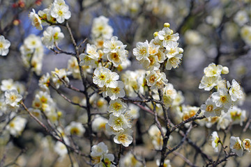 White flower blooms of the Japanese ume apricot tree, prunus mume, in winter in Japan
