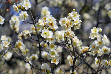 White flower blooms of the Japanese ume apricot tree, prunus mume, in winter in Japan