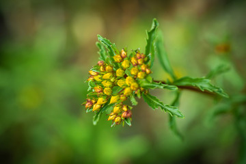 Flowers on natural background