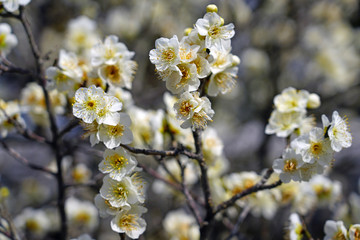 White flower blooms of the Japanese ume apricot tree, prunus mume, in winter in Japan