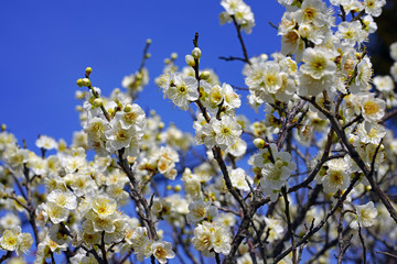 White flower blooms of the Japanese ume apricot tree, prunus mume, in winter in Japan