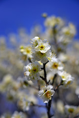 White flower blooms of the Japanese ume apricot tree, prunus mume, in winter in Japan