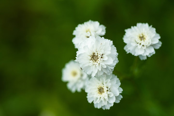 Flowers on natural background