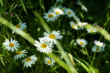 Flowers on natural background