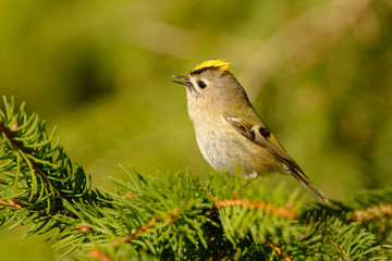 Goldcrest - Regulus regulus sitting on the branch of the spruce. very small passerine bird in the kinglet family. Its colourful golden crest feathers gives rise to its names