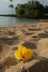 Plumeria Beach