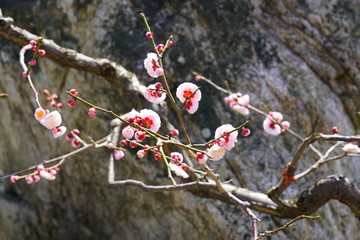 Pink flowers of the ume Japanese apricot tree in winter