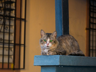 A beautiful cat with green eyes is lying on a street in San Juan, Puerto Rico