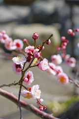 Pink flowers of the ume Japanese apricot tree in winter