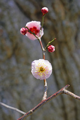 Pink flowers of the ume Japanese apricot tree in winter