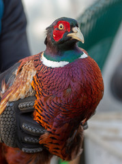 Pheasant 