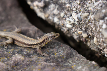 brown lizard with stripe sitting on stone