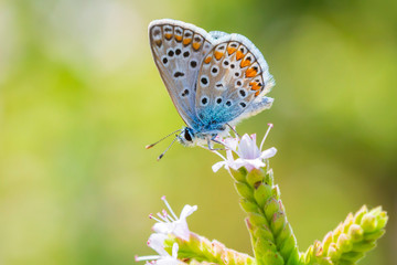 Common Blue butterfly (Polyommatus icarus) pollinating closeup