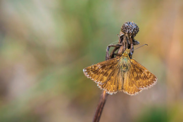 Closeup of a dingy skipper butterfly, Erynnis tages, resting