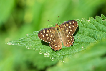 Speckled wood butterfly Pararge aegeria closeup