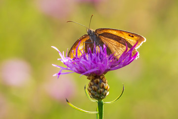 Meadow Brown (Maniola jurtina) feeding on Thistle flowers