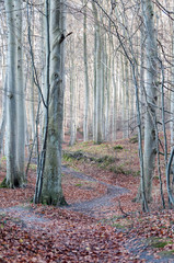 Footpath through a magic forest