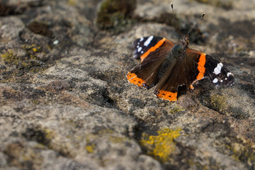 Fototapeta na wymiar admiral butterfly sitting on concrete stone