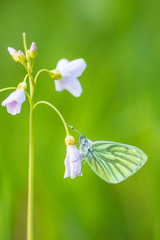 Green-veined white butterfly (Pieris napi)  resting in a meadow