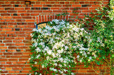 Clematis Montana Alba in front of a window in a brick house.