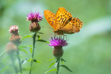 Dreamlike setting butterfly Silver-washed fritillary, Argynnis paphia,