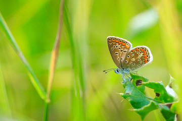 Common Blue butterfly, Polyommatus icarus, resting