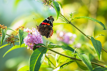 Red Admiral butterfly, Vanessa atalanta, on blue flowers