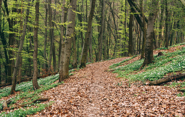 Path in the beautiful spring forest with fresh green leaves and white flowers
