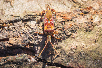 Western conifer seed bug insect, Leptoglossus occidentalis, crawling