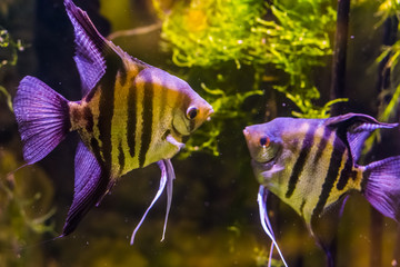 two freshwater angelfishes looking at each other, popular aquarium pets, tropical fish from the...