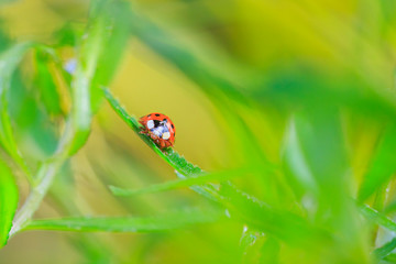Ladybug or ladybird insect climbing