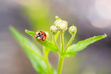 Ladybug or ladybird insect climbing