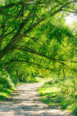 sunlit path in bright green forest