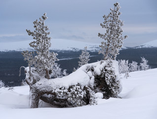 Two small icy and snowy pine trees on ridge of a fell in Lapland, Finland on cloudy winter day