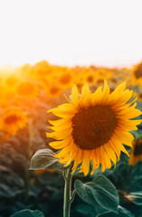 Sunflower on background of the field and sunset