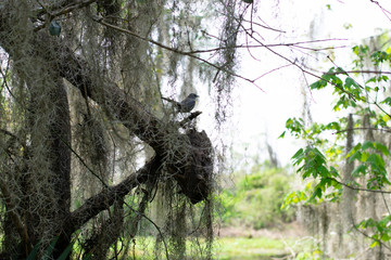 BIRD IN TREE 2