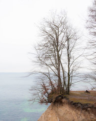 Trees on the edge of a cliff