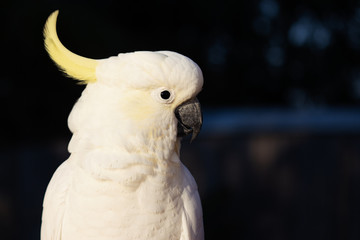 isolated male cockatoo dark background summer tropical morning head shot Gold Coast Australia