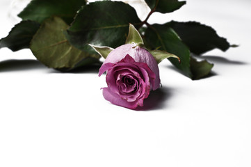 Beautiful  rose isolated on a white background.Rose with green leaves.Copy space