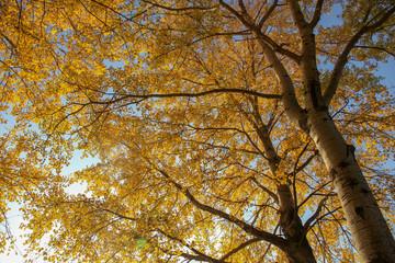 Gelbe Blätter am Baum im Oktober