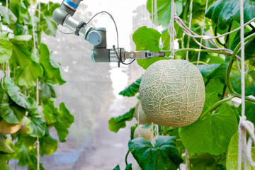 Close-up smart robotic that installed an inside on melon greenhouse garden for assistant farmers harvest melon fruits, smart farm on farming 4.0 and smart AI concept.
