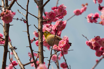 紅梅とメジロ
