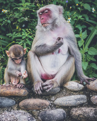 Fototapeta premium Monkey family